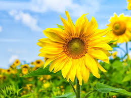 Check spelling or type a new query. Growing Sunflowers How To Add Sunflowers To The Garden