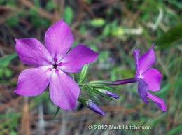 Maybe you would like to learn more about one of these? Florida Native Plant Society Fnps