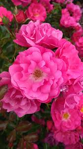roses flower carpet pink supreme