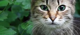 They are both made of keratin, although there are structural and chemical differences (pigments) in different colored hair or fur. Why Do Cats Have Whiskers 7 Fun Facts About Cat Whiskers You Never Knew Care Com