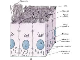 tissueembranes
