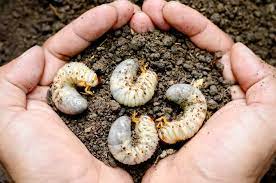 white grubs how to identify and