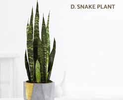 Best Large Indoor Plants For Low Light