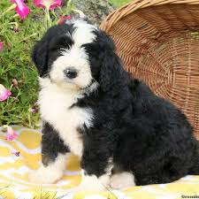 A bernedoodle is a cross between a bernese mountain dog and a poodle, with different why is uptown puppies different from other places with bernedoodle for sale near me? F1 Mini Bernedoodle Puppies For Sale