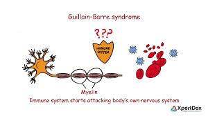 In affected patients, cross‑reactive autoantibodies attack the. Guillain Barre Syndrome Where Body S Immune System Attacks Its Nervous System Youtube