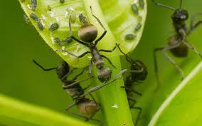 how to get rid of ants kings plant doctor