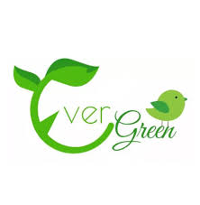 evergreen carpet upholstery cleaning