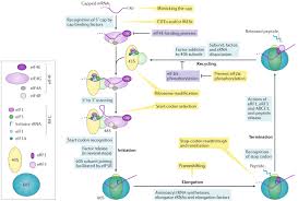 viral rna structure based strategies to