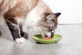 12 essential nutrients your feline cat