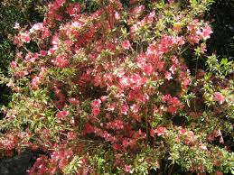 And then, when the red flower buds hello, beautiful! Exotic Shrubs The Trees Flowers Of Whangarei