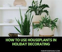 houseplants in holiday decorating