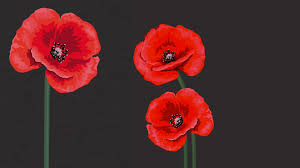 I have sold many, many poppies prior to memorial day. Red White Purple Black Choosing A Remembrance Day Poppy Bbc News