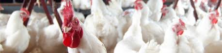 Image result for images uses of poultry litter