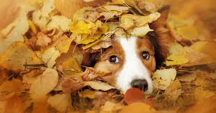 A Dog's Autumn Bucket List | PetMoneySaver