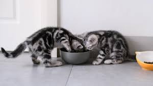 complete guide to feeding kittens petmd