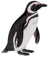 pinguin vectors ilrations for