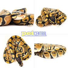 baby ball pythons pet