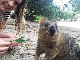 What does the quokka look like? Quokka Selfies Australia S Most Instagrammable Animal Escape Com Au