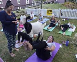 goat yoga goats to go