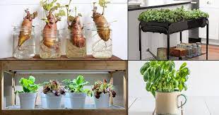 15 Indoor Vegetable Garden Ideas Best