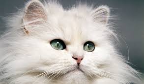 That beautiful coat requires daily grooming to keep it in good condition and free of mats. Persian Cat Breed Information