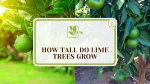 how tall do lime trees grow height of