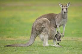 How Long Do Joeys Stay In The Pouch Discover Wildlife
