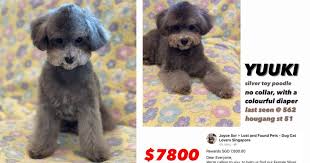dog owner offering s 7 800 reward for 9