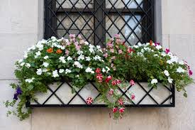 10 Window Box Flowers For A Gorgeous