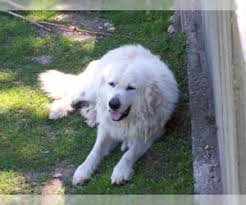 Once the puppies are born, we encourage you to use paypal to place your deposit. Puppyfinder Com Great Pyrenees Puppies Puppies For Sale Near Me In Texas Usa Page 1 Displays 10