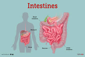 intestines anatomy picture function