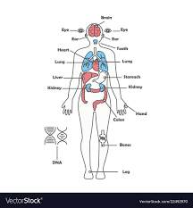 Male Human Anatomy Body Internal Organs