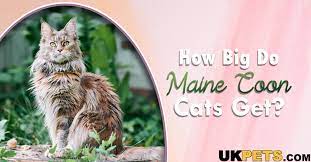 maine cat size ukpets