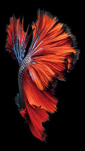 ios9 red fish artwork pattern dark