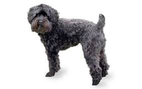 Schnoodle Dog Breed Information Pictures Characteristics