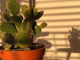 Full sun or part shade. Does Cactus Need Direct Sunlight Cactusway