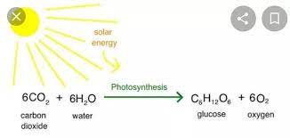 Summary Of Photosynthesis Brainly
