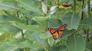 milkweed brings monarch erflies to