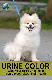 Dog Urine Color What Does It Mean