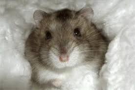 Résultat de recherche d'images pour 'image de hamster nain russe dans une cage'