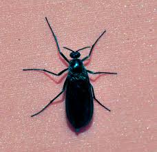 Beetle Identification Bugguide Net