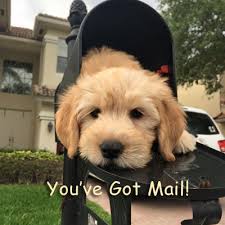 We are committed to the research, development and improvement of the english goldendoodle dog breed. Goldendoodle Puppies By Moss Creek Goldendoodles In Florida English Goldendoodle Puppies