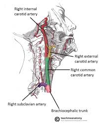 For example, the brachiocephalic artery carries blood into the brachial (arm) and cephalic (head) regions. Major Arteries Of The Head And Neck Carotid Teachmeanatomy