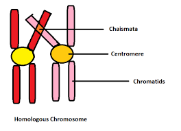 chiasmata is formed duringa zygoteneb