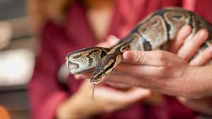 ball python bite treatment and when to