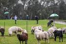 Eastern Sward Golf Club: Where sheep and other animals share the ...