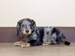 dachshund puppy blue dapple id 13727