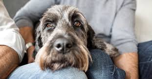 Dogs can't eat mushrooms, as they are highly toxic and can upset their digestive system, which can cause vomiting, diarrhoea. Can Dogs Get Sick From Humans What The Research Says
