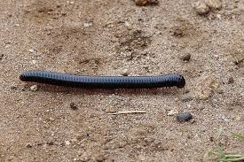 Millipedes Frequently Asked Questions