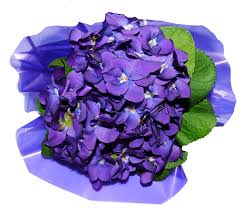Fleurs Violettes - Photo gratuite sur Pixabay